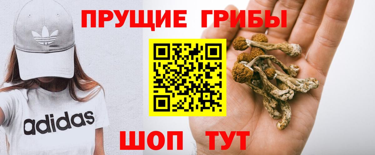 Галлюциногенные грибы Psilocybe Соль-Илецк
